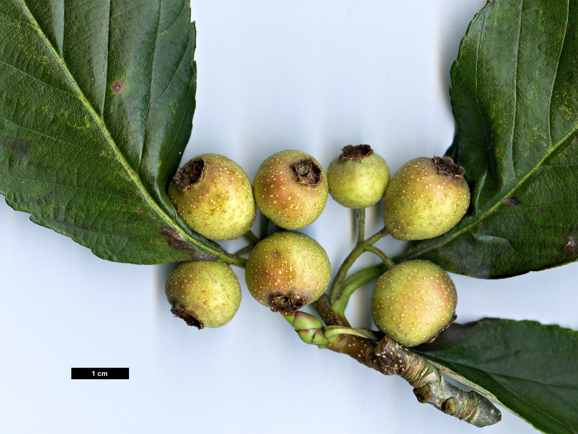 High resolution image: Family: Rosaceae - Genus: Sorbus - Taxon: henryi